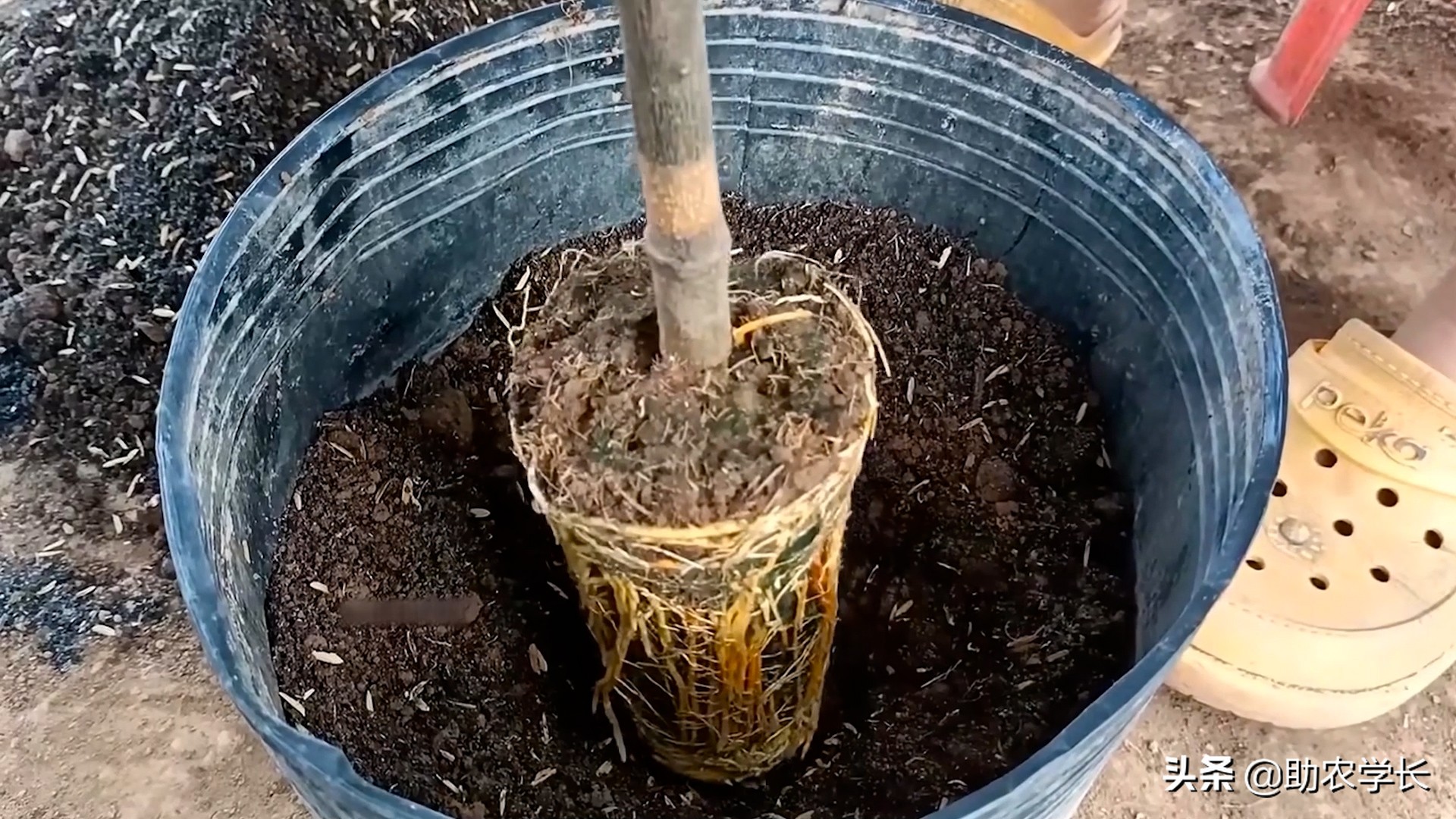 无土栽培菠萝蜜种,菠萝蜜枝条生根种植法