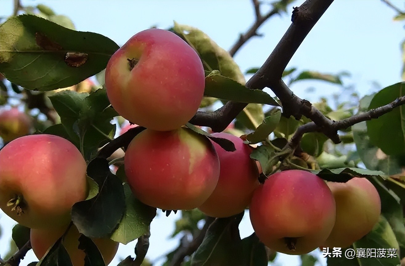 湖北襄阳的花红,襄阳花红