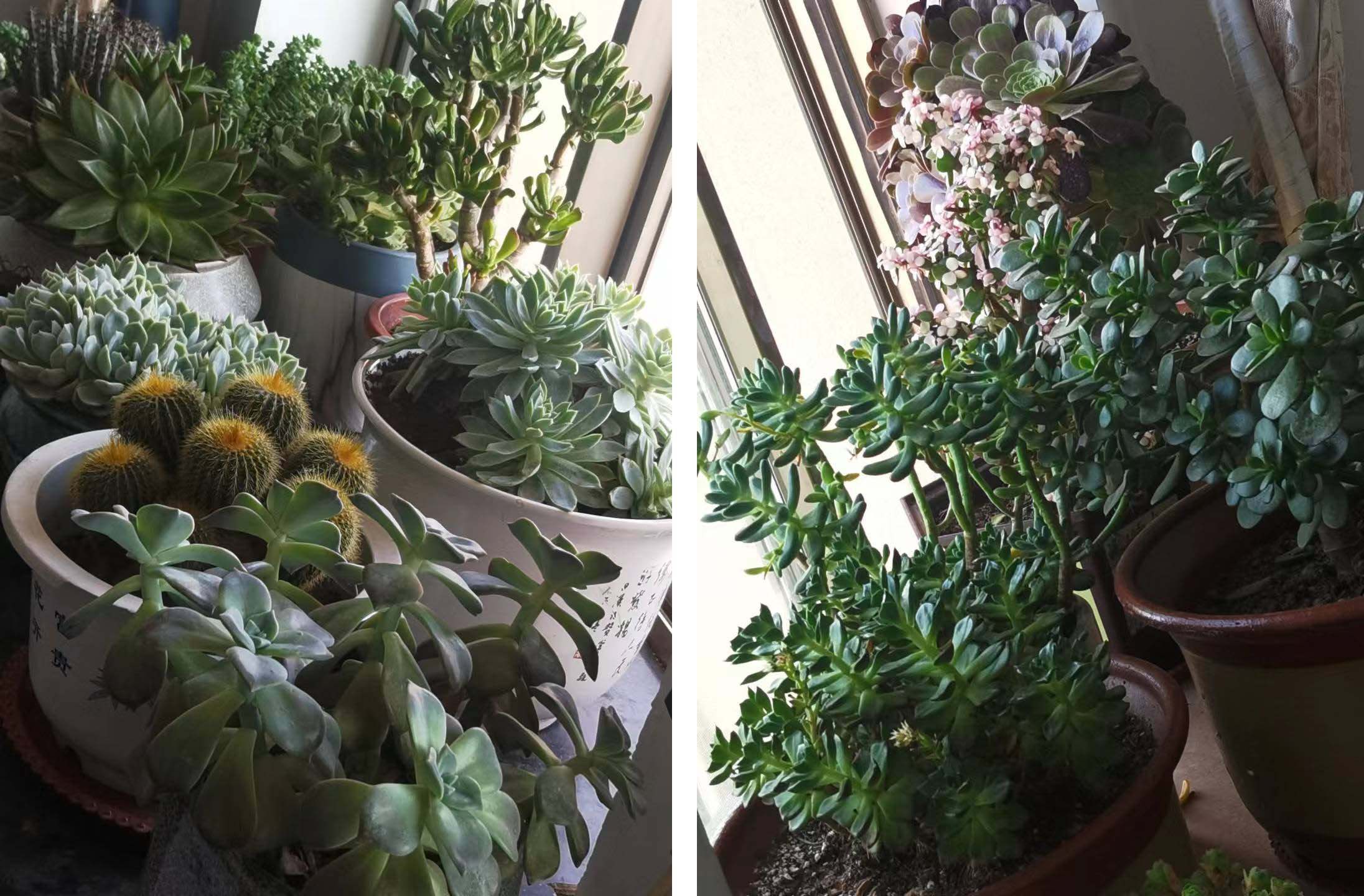 风云四季无余乐，一片痴情寄绿园，哪些往事让养花大叔最常追忆？