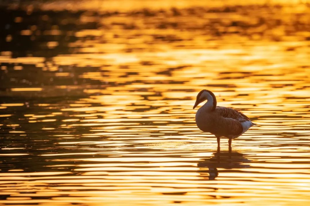 150-600mm超长焦镜头,150-600长焦镜头能拍多远