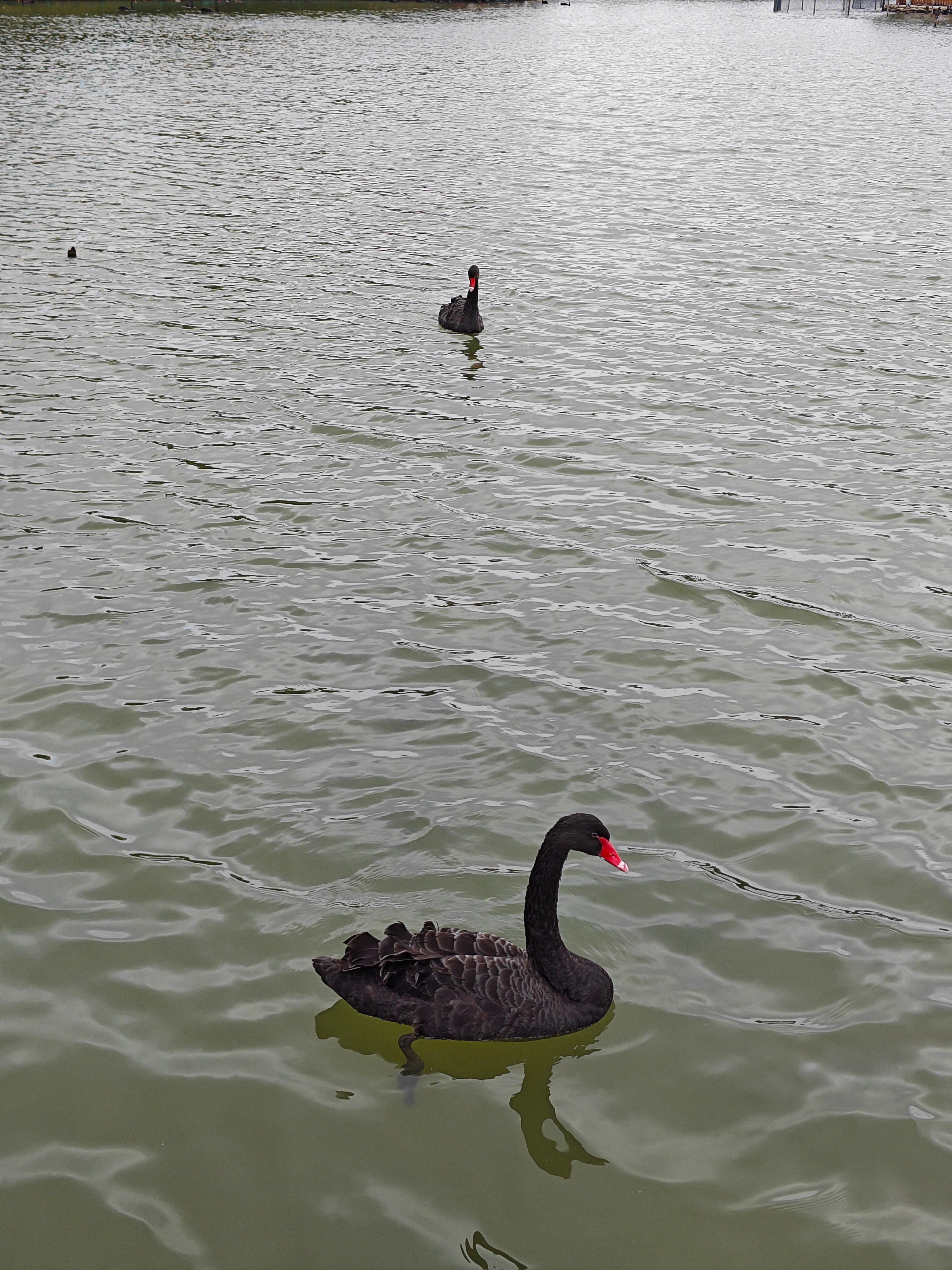 厦门南湖公园落羽杉红了吗,厦门园博园落羽杉