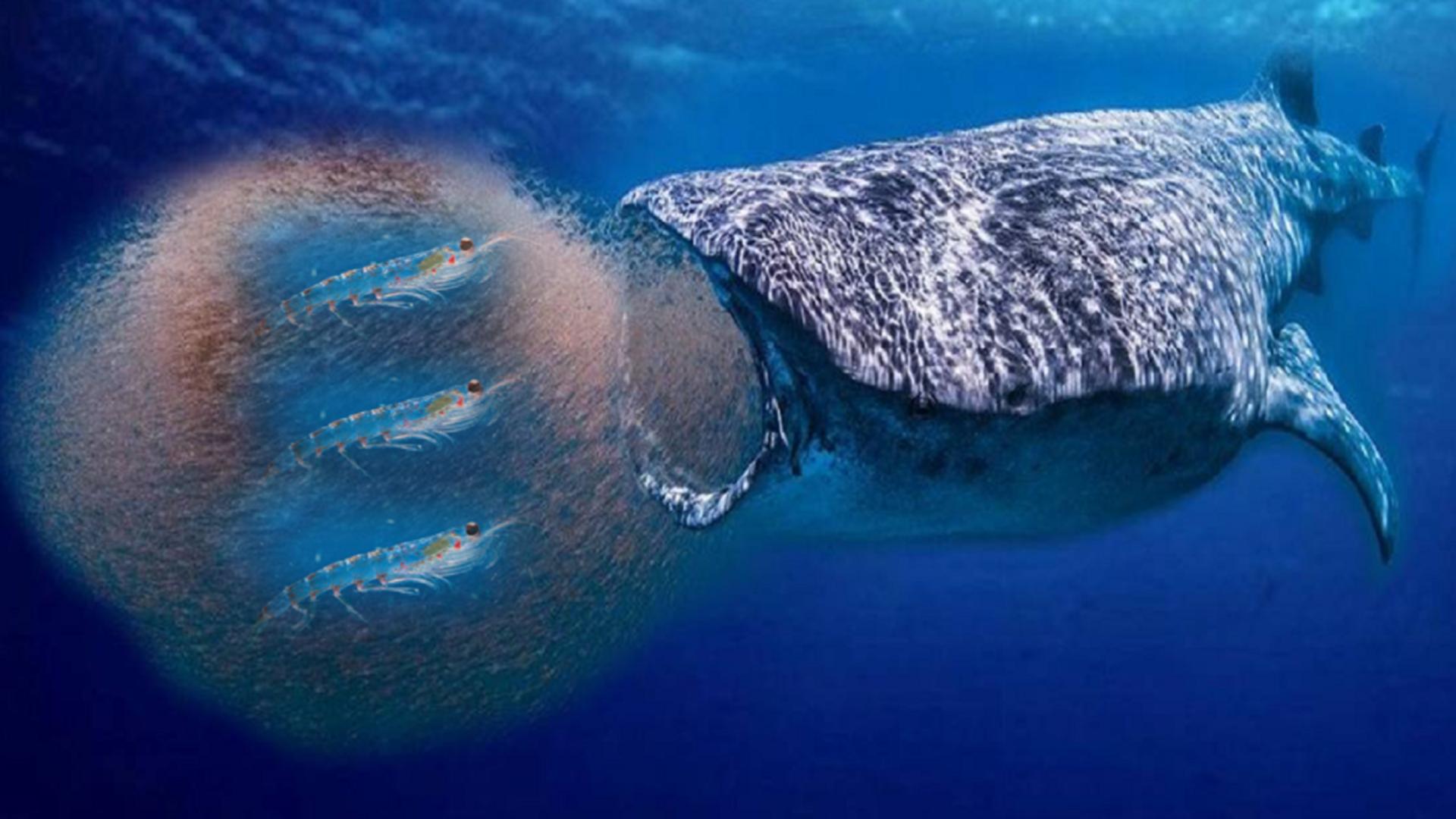 谁是世界上最干净的生物南极磷虾,最膨胀的生物南极磷虾