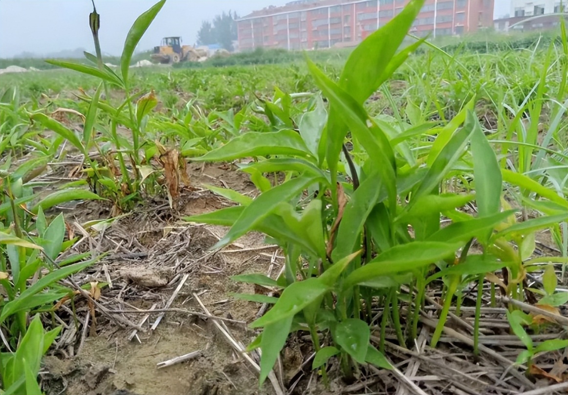 什么植物增收最好养活,农村山里有哪些值钱的植物