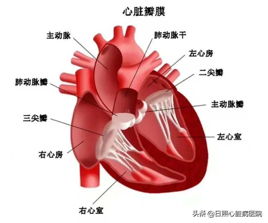 久病成医专家2003,心脏瓣膜置换术闭合不严中医治疗