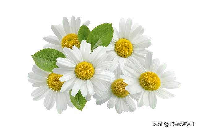 落英缤纷头条文章,落英缤纷芳草鲜美