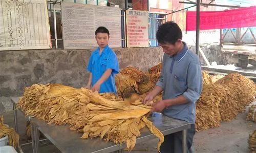种植烤烟一亩能赚多少钱,种植一亩烤烟能赚多少钱