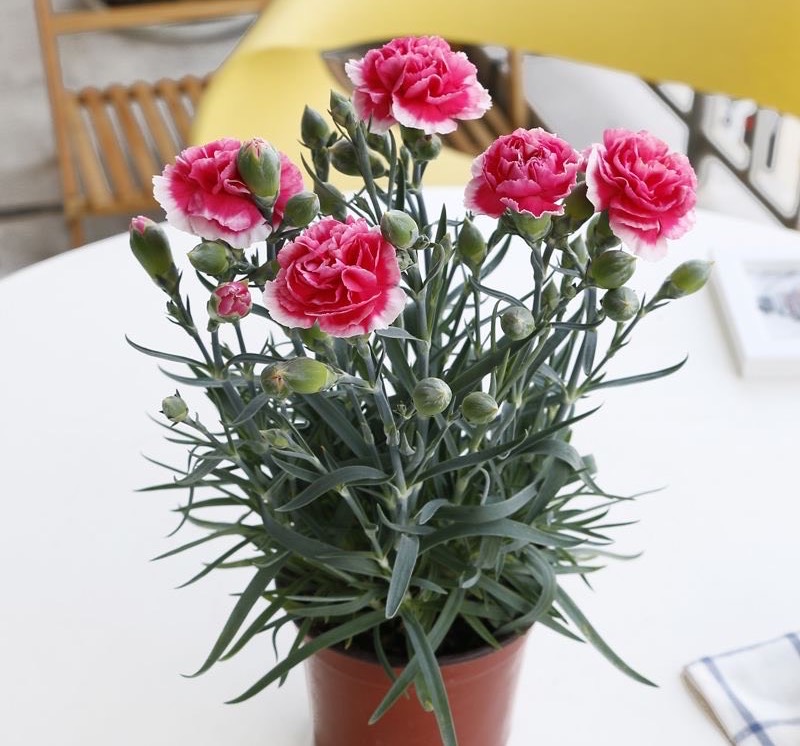 又香又适合阳台养的花,什么带香味的花室内养好看