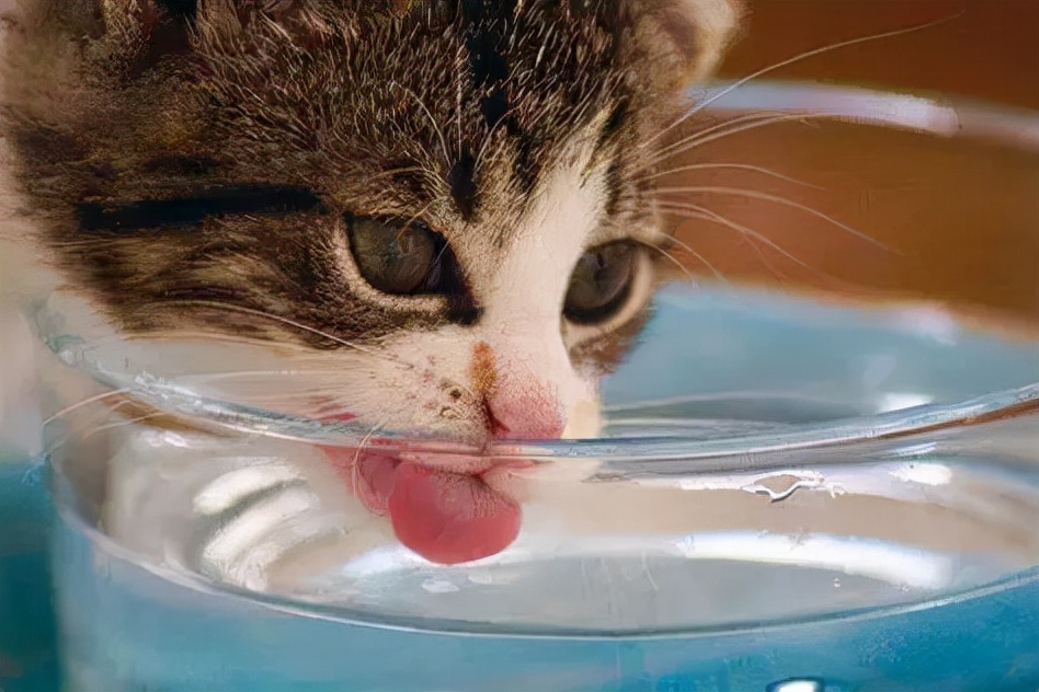 治疗猫咪便秘的特效药,快速治疗猫咪便秘药