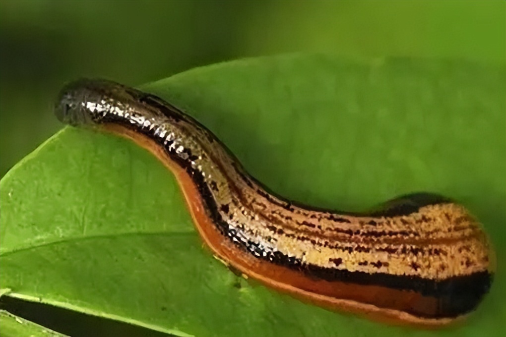 蚂蟥爬进眼睛怎么自救,遇到蚂蟥怎么自救