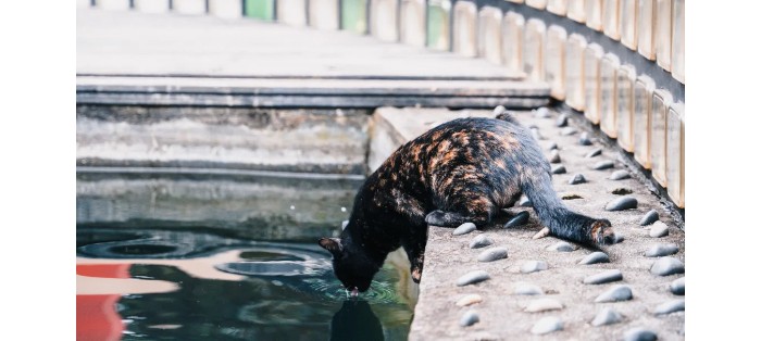蚂蚁王国疯狂动物城,疯狂动物城初级版