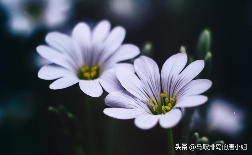 散文欣赏人生,高雅有深度的散文平凡的世界