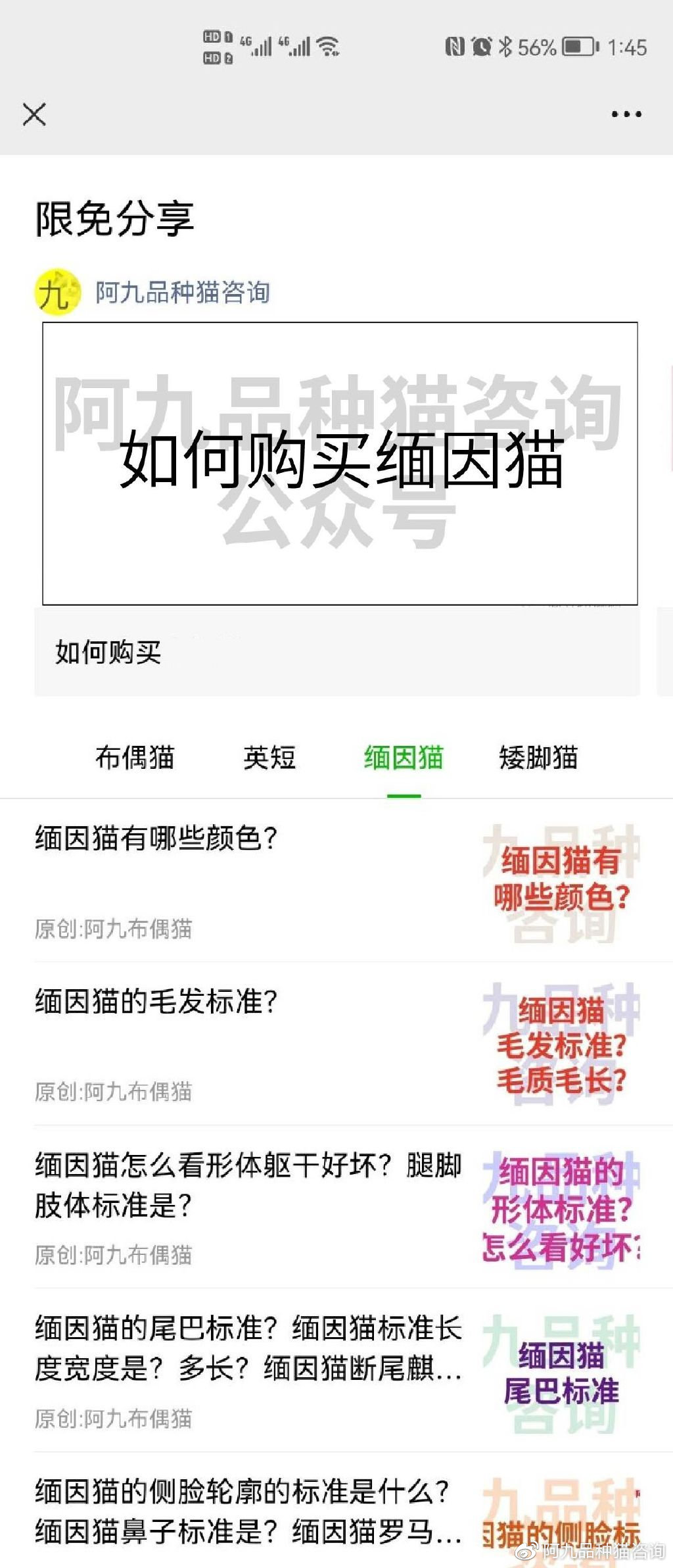 正宗缅因猫哪些颜色的贵,缅因猫品相极好的多少钱