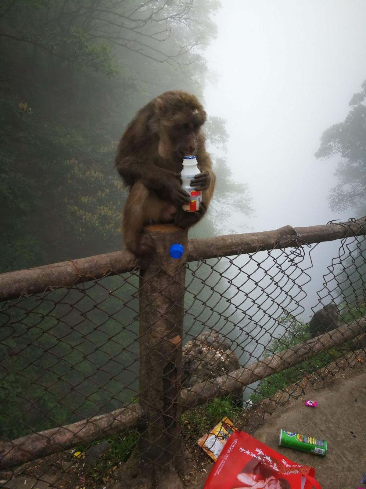 怒江金丝猴和峨眉猴干架,金丝猴遇上峨眉山猴子会发生什么