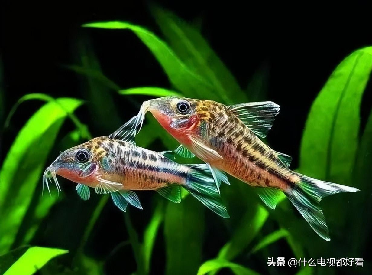 观赏鱼冬天怎么养能活,冬天鱼在鱼缸怎么办