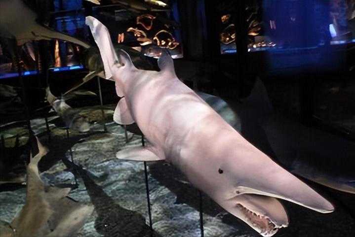 剑吻鲨和哥布林鲨是同类吗,剑吻鲨和深海霸主