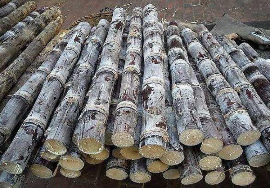 甘蔗属于什么季节水果？甘蔗断面出现红色丝状物代表什么？