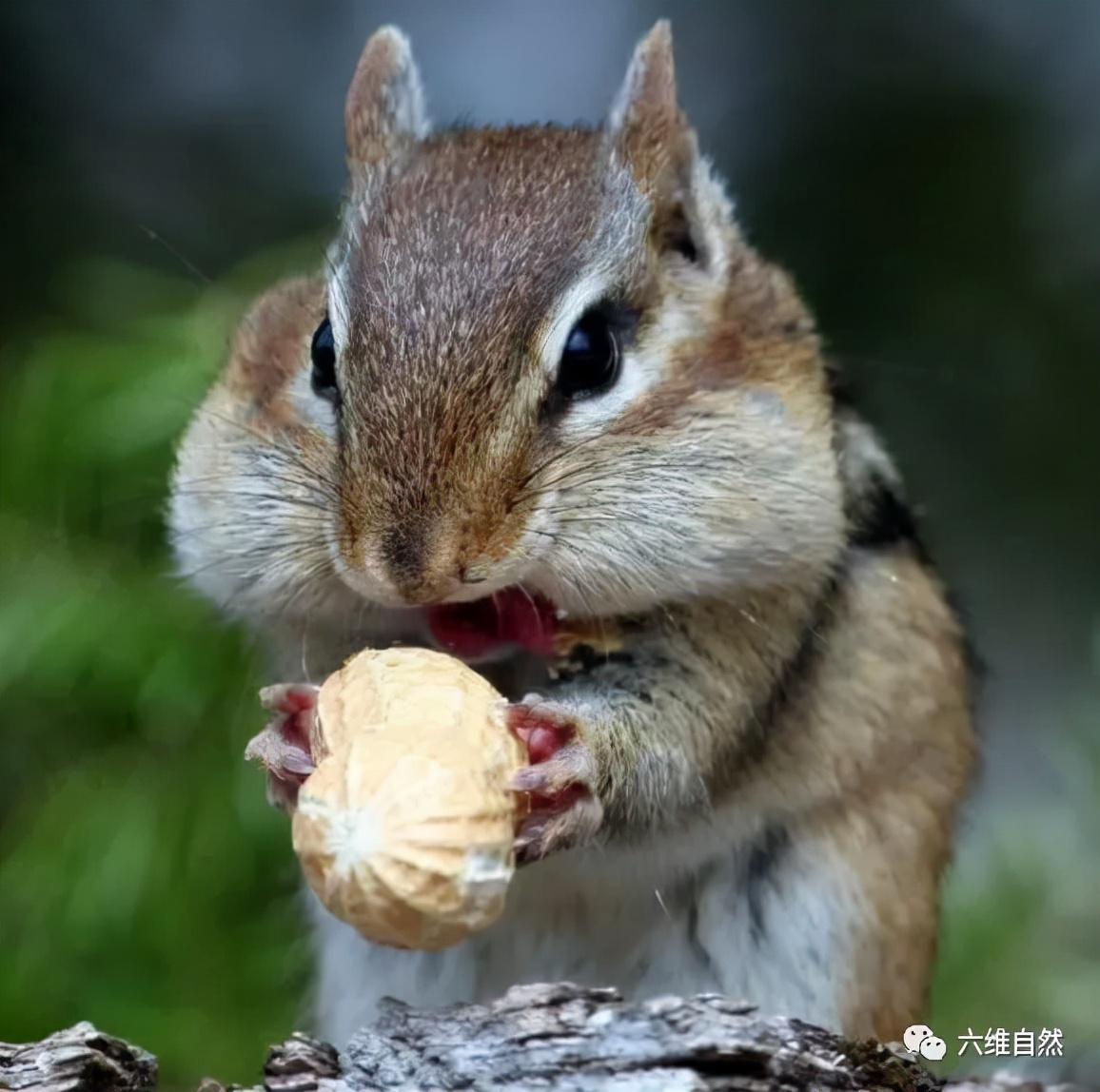 花栗鼠吃不吃瓜子,花栗鼠为什么吃花生