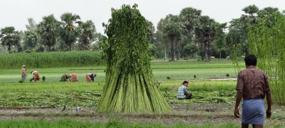印度黄麻产值,为什么在印度却大量种植黄麻