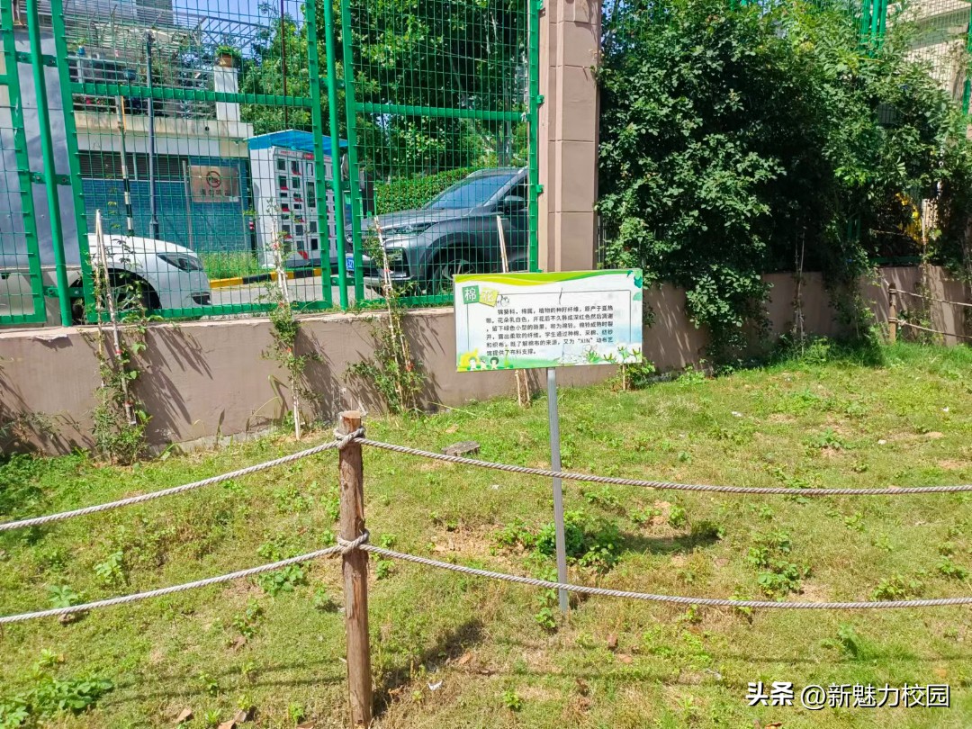 劳动润“鑫”“鑫”动生花——鑫园小学举行劳动教育专场活动