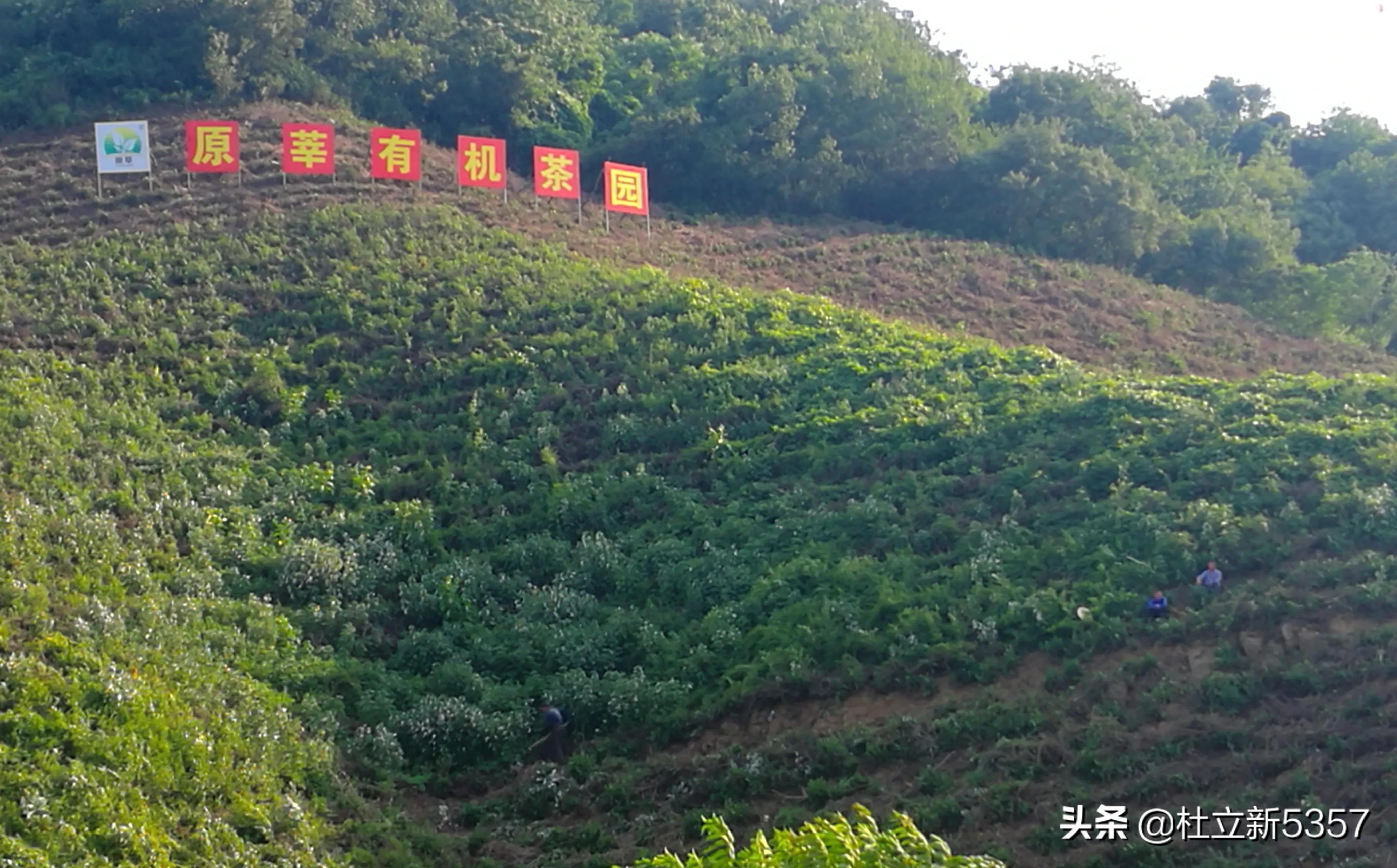 信阳毛尖骗局大揭秘,在信阳买毛尖避坑