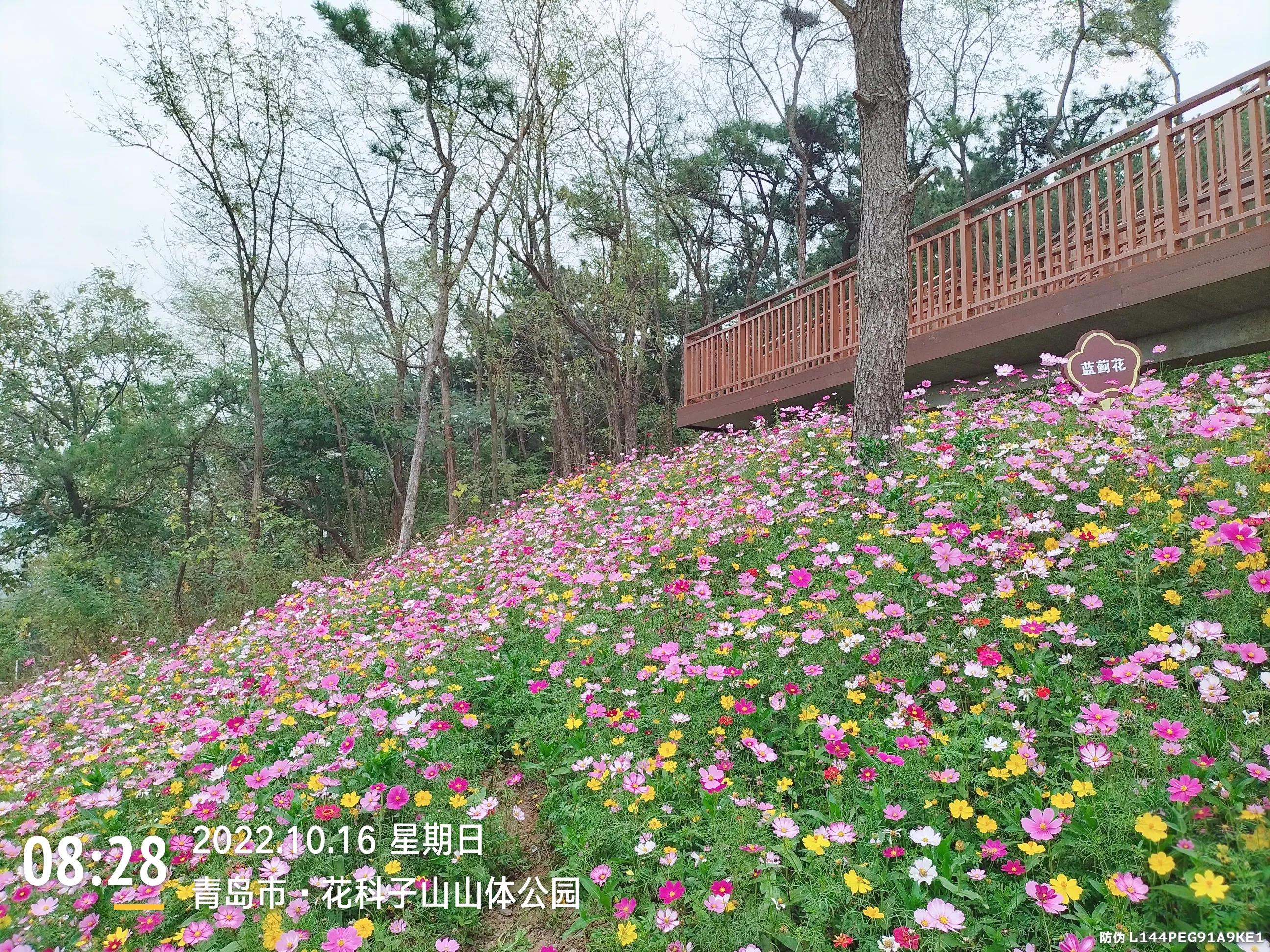 青岛西海岸赏花攻略,青岛海滨风景区一日游攻略