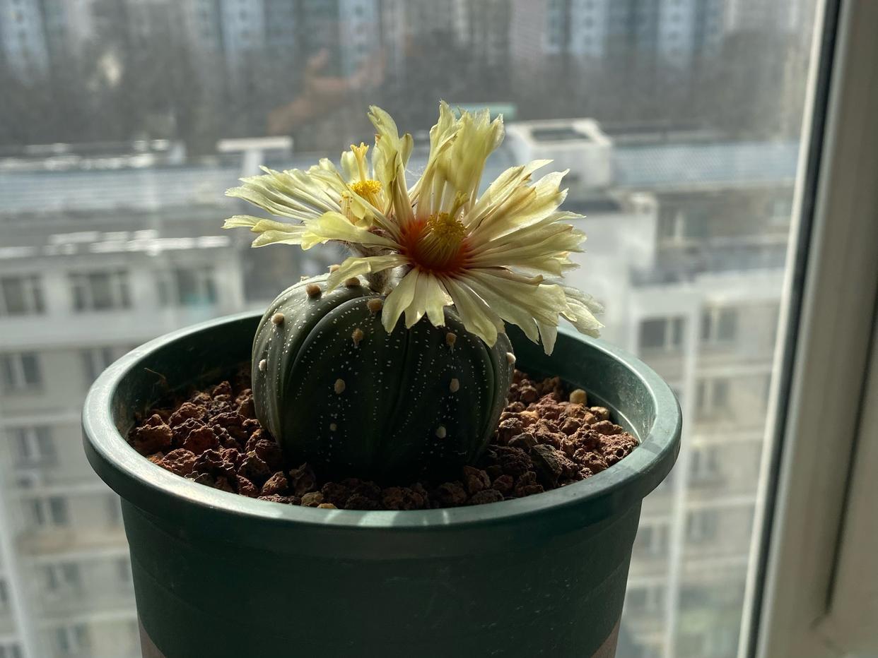 仙人球品种精品,仙人球名贵绿植