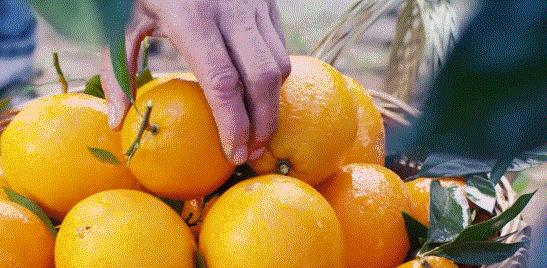 种子战争悄然开打，中国水果如何“接招”？