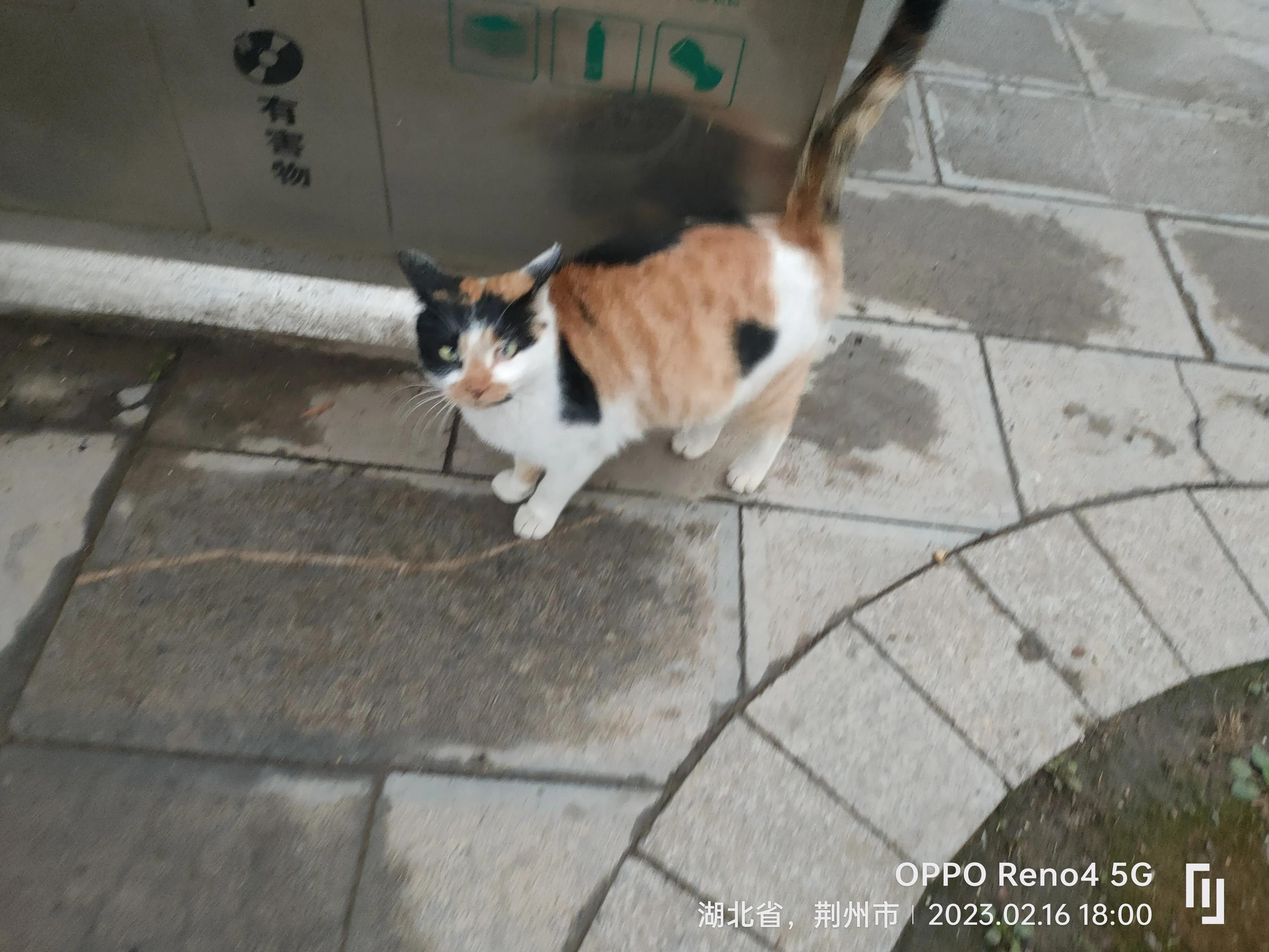 沙市中山公园简介,沙市中山公园