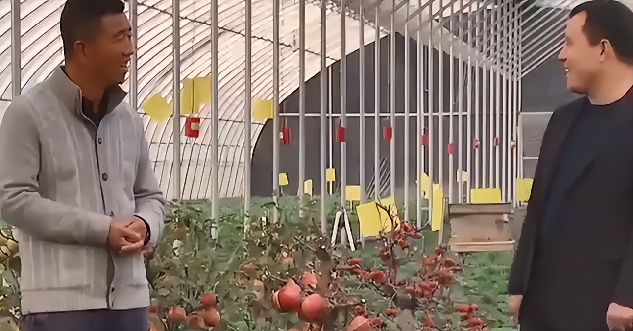 河北大叔遇天降横财，把各种水果种在花盆里，最贵一盆卖到几万元