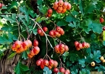 【马博士女性“养生馆”】药食同源——消食导滞化积之山楂