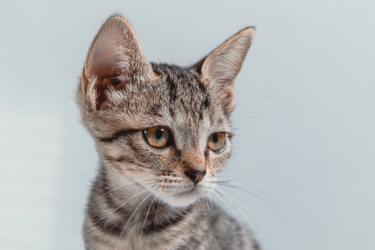 猫咪不拉屎不拉尿还很精神,猫咪不拉屎不拉尿怎么办