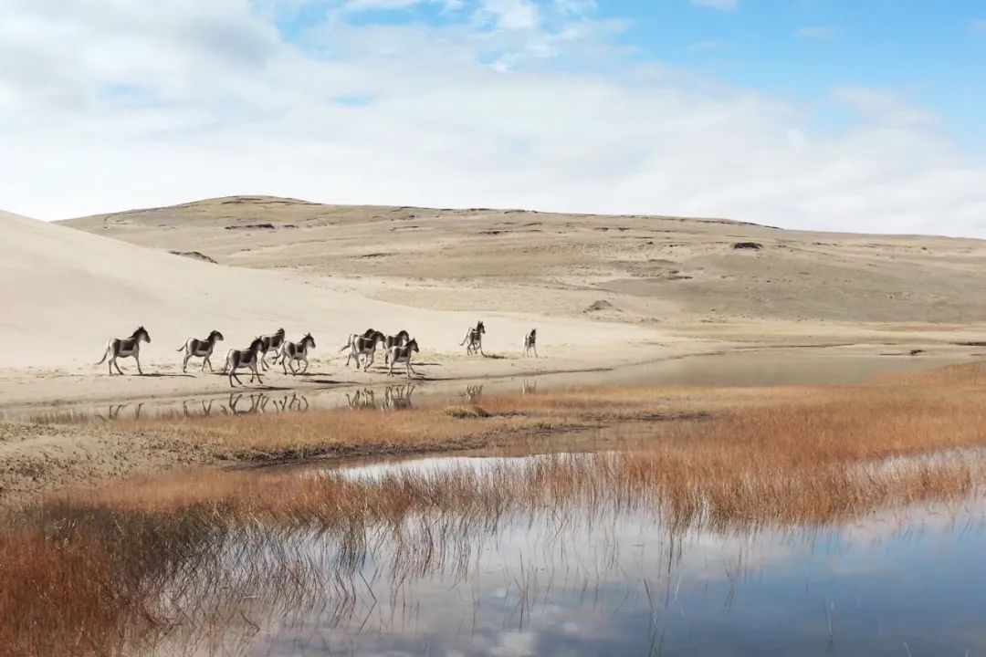 中国人冒死拍的纪录片,一群中国人冒死拍摄