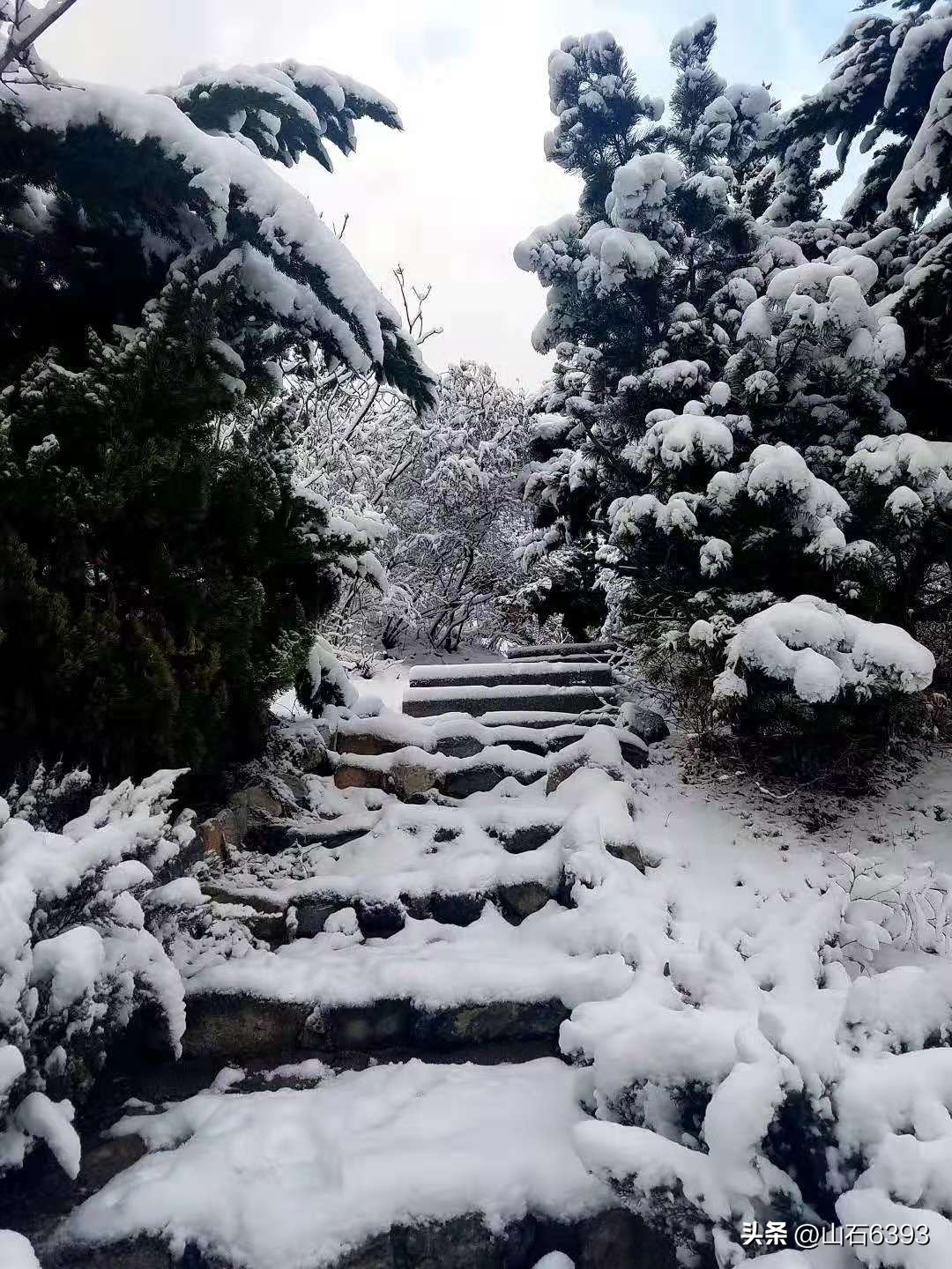 「战友美文」于天松：《泰山松》（诗）