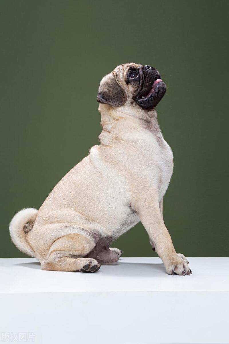 本地土狗哪些品种比较过大众一点,中国土狗都有哪些