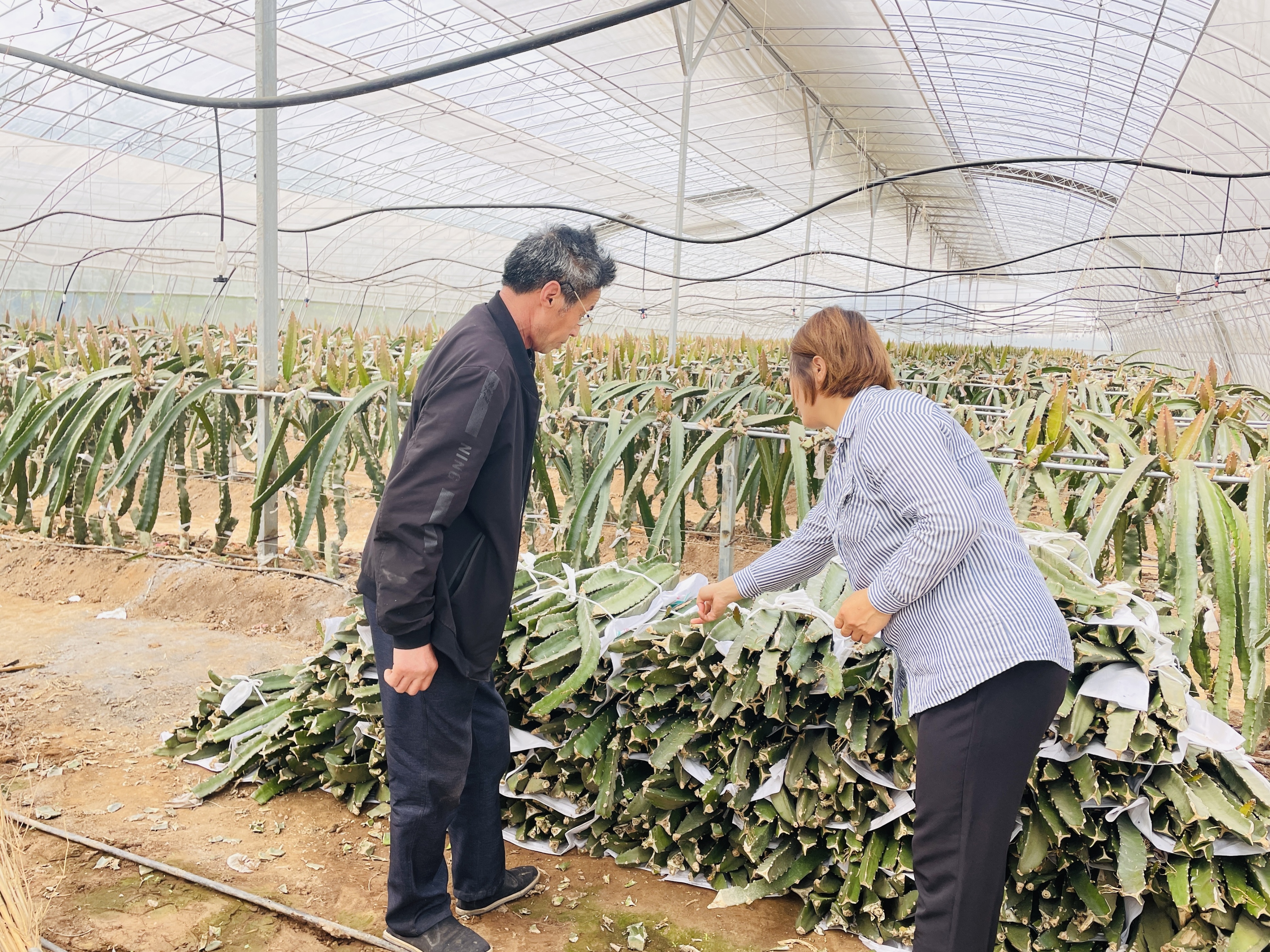 火龙果种植业难以持续红火,火龙果种植技术创新案例