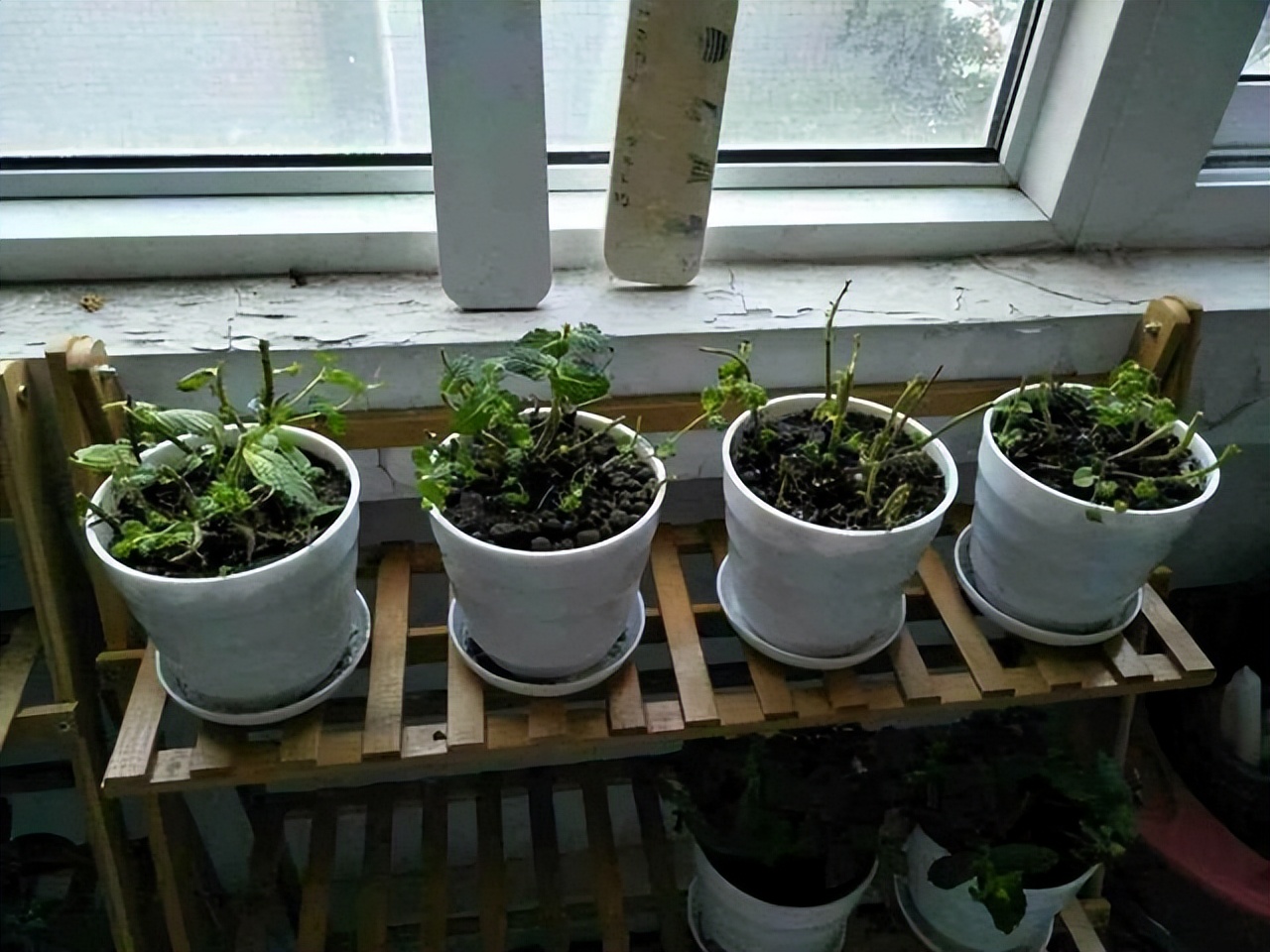 适合在北方养的吉利花,越养越吉利的三种花富贵花