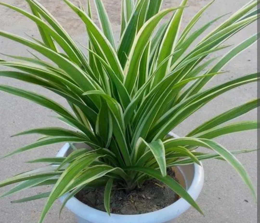 家里什么花不能养释放毒气,自带财气的8种花客厅养