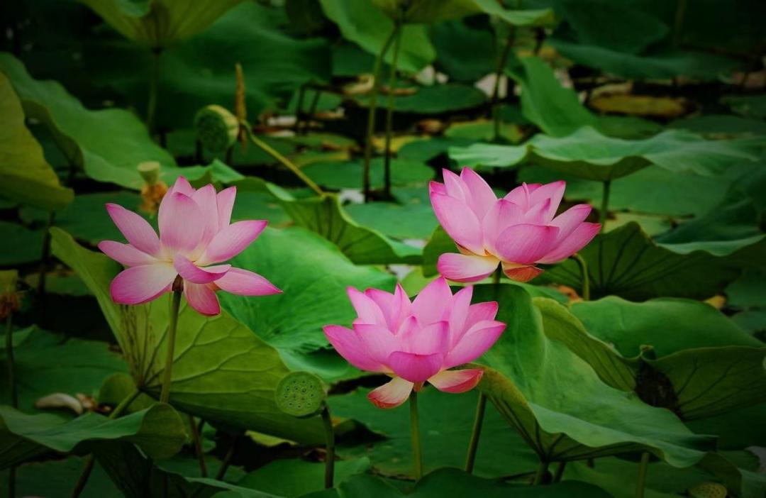 荷你有约环创,荷你有约完整视频