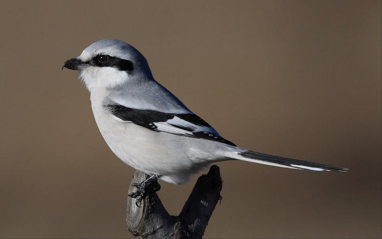 所有鸟图片大全大图,50张最佳鸟类摄影作品