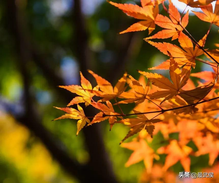 有一种幸福叫公园绿地就在家门口,有一种幸福叫阳光的温暖