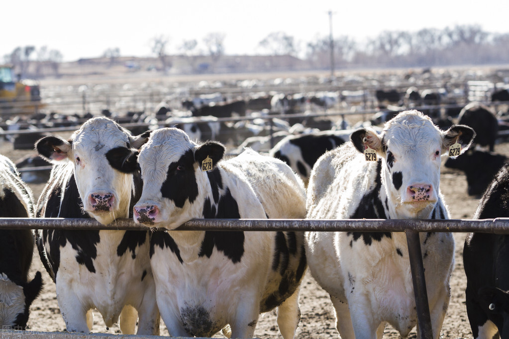 犊牛霉菌毒素中毒症状和治疗,怀孕母牛霉菌中毒怎么治最有效