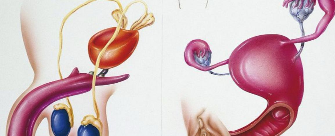 男女之间接吻有危险吗,男女之间亲吻有什么危害