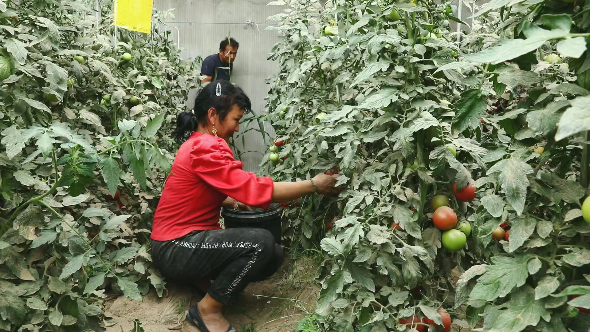 大棚种植助推乡村振兴,大棚种植产业园