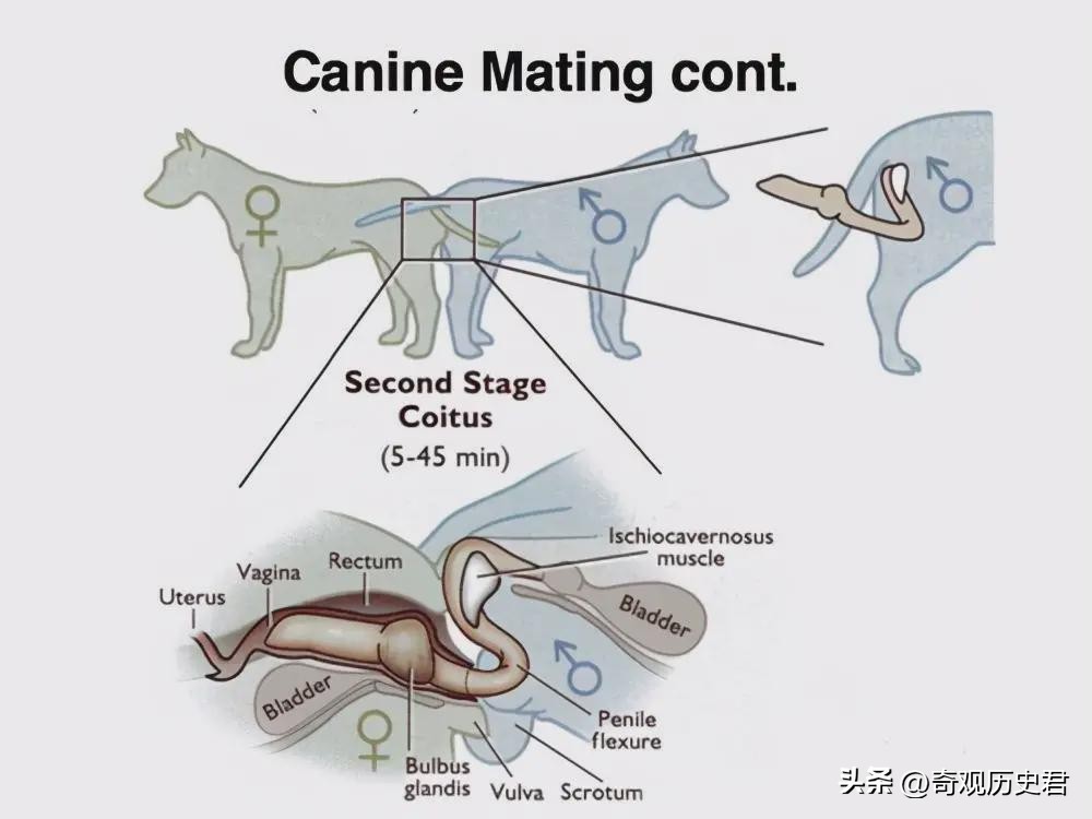 雄性动物进化器官,雄性生物生殖进化