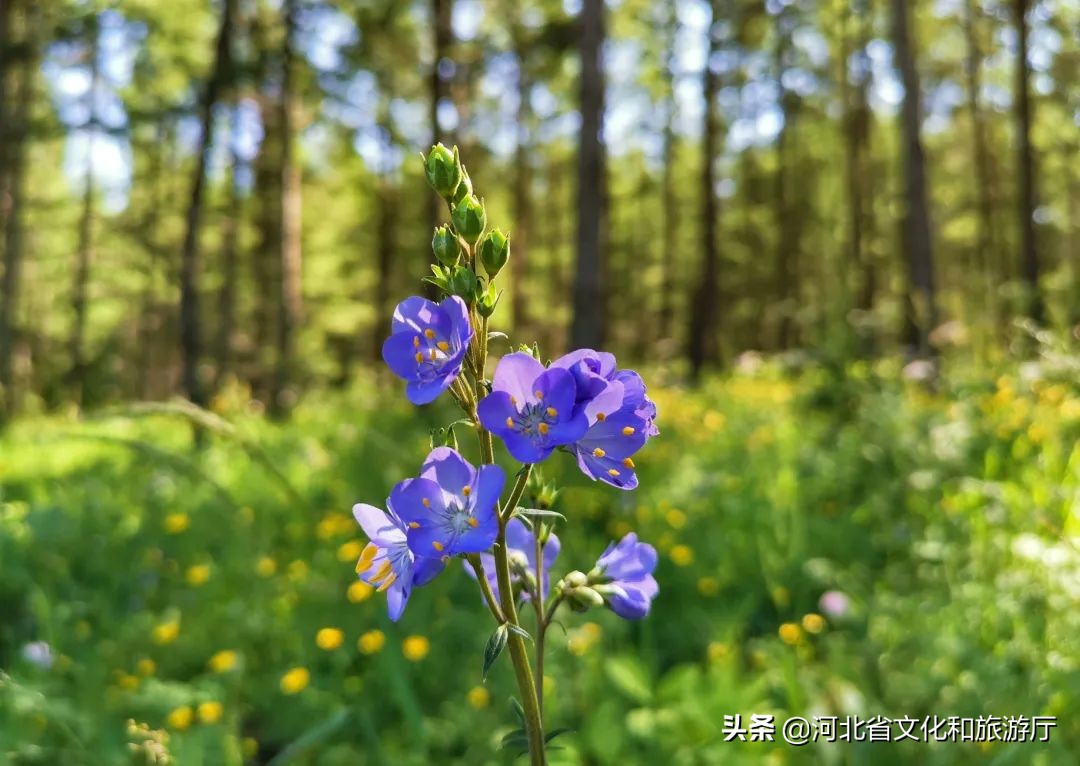 丰宁坝上草原京北第一天路视频,京北第一天路最好看的路
