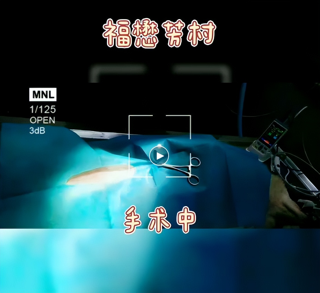 你所不在意的子宫蓄脓，将在多年后找上你家狗狗