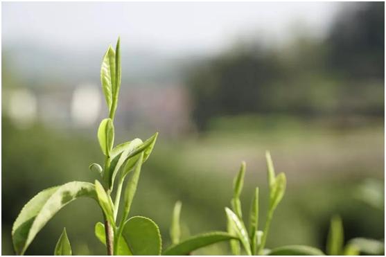 想买到好茶一定要避开这些雷区,茶叶怎么买才知道是好茶