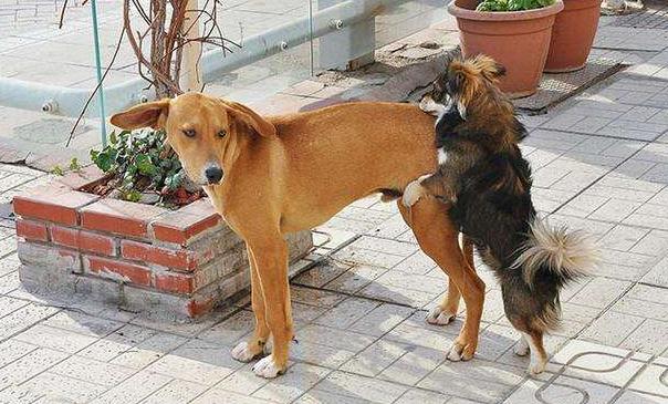 狗狗交配不能随便打断，后果很严重