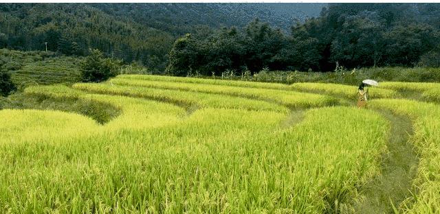 从化吕田一日游必去景点,从化溪头村自驾徒步攻略