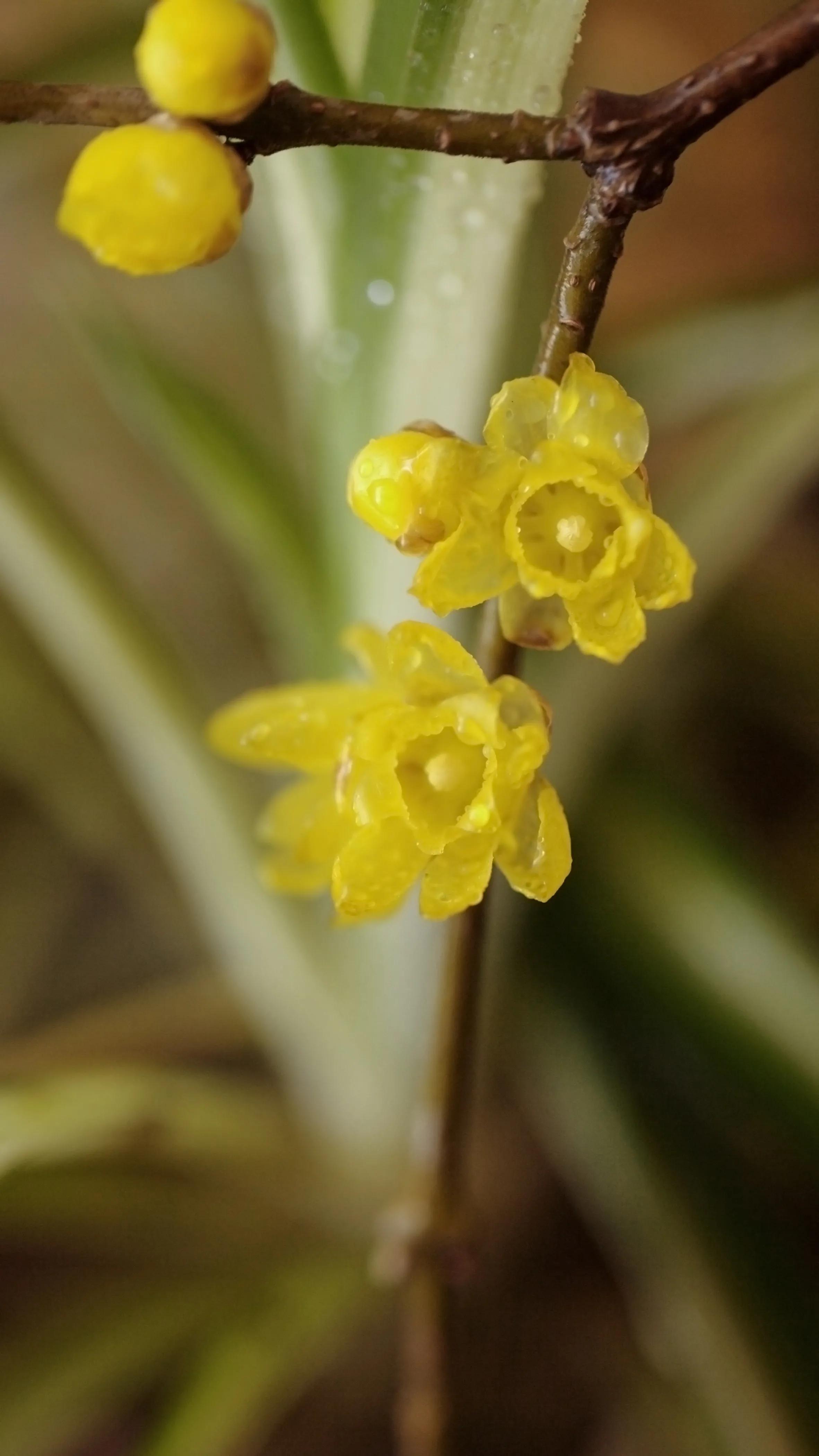蜡梅花是梅花吗,蜡梅花是秋天开的吗